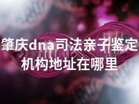 肇庆dna司法亲子鉴定机构地址在哪里