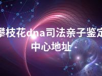 攀枝花dna司法亲子鉴定中心地址