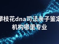 攀枝花dna司法亲子鉴定机构哪里专业