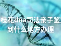 攀枝花dna司法亲子鉴定到什么地方办理