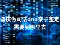 肇庆做司法dna亲子鉴定需要到哪里去